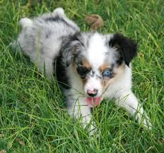 All of the puppies have wonderful… we breed miniature australian shepherds and toy australian shepherds and sell them locally in california as well as nation wide. Aussie Puppies For Sale California Guide Pets News And Review