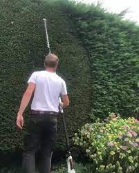 Satisfying Hedge Trim Oddlysatisfying Trimming Hedges Hedges Creative Gardening