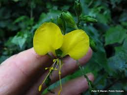 Image result for Aneilema