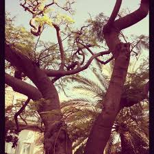 Kaslik Garden With Images Garden Lebanon