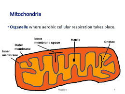 The aerobic phases of cellular respiration in eukaryotes occur within organelles called mitochondria. Cellular Respiration A Catabolic Exergonic Oxygen O 2