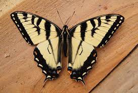 Tiger Swallowtail Swallowtail Science Illustration Eastern