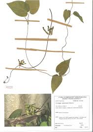 Image result for Ceropegia papillata
