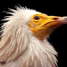 This list will be hundreds of flowers long if you list all flowers known to if you wish, you can use this list and place them in alphabetical order. A To Z List Of Vulture Bird Species And Types