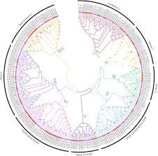 If you did not make the meme yourself, do not post it. Frontiers Genome Wide Identification Of Nac Transcription Factors And Their Functional Prediction Of Abiotic Stress Response In Peanut Genetics