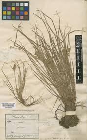 Image result for Pycreus pauper