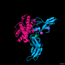 Image result for Prolactin