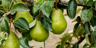 Planting Dwarf Pear Trees 3 Great Trees To Fit Almost Any