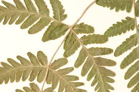 Image result for Gymnosporia pubescens