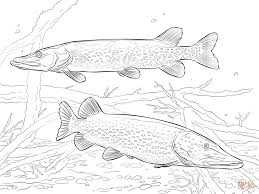 Two Northern Pikes Png 1199 899 Fish Coloring Page Fish Drawings Detailed Coloring Pages