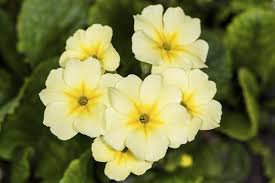 Perennial plant identification is done by examining growth habit, leaves, flower production and other factors. Identification Of Perennial Flowers Made Easy Gardenerdy