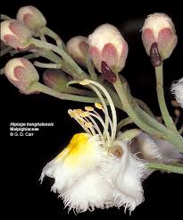 Image result for Malpighiaceae