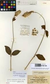 Image result for Cyathula polycephala