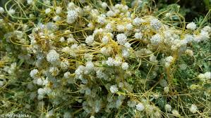 Image result for Cuscuta approximata