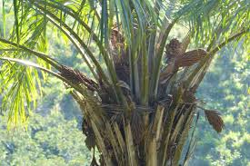 Image result for Elaeis