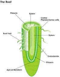 Root Hair Plant Science Plants Plant Structure