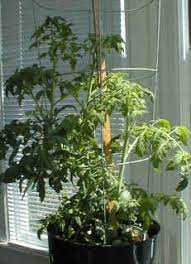 Grow Your Own Tomatoes Indoors This Winter Indoor Vegetable Gardening Growing Tomatoes Indoors Growing Vegetables