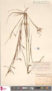 Image result for Tephrosia tanganicensis