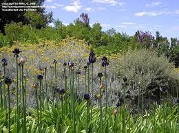Image result for Agapanthus inapertus