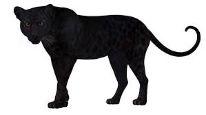 Download the black leopards fc logo vector file in eps format (encapsulated postscript). Super Rare Black Leopard Sighting Confirmed In Kenya After Almost A Century Evolving Science