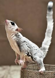 Pin By Avacadoholic On Sugar Gliders Sugar Glider Sugar Glider Pet Sugar Glider Baby
