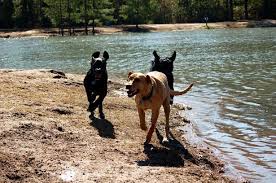 Pet supplies near murrells inlet, sc 29576. Dog Parks In Myrtle Beach Sc Find Your Nearest Barc Parc