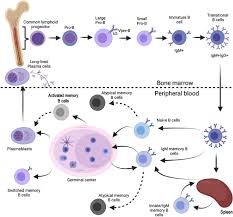 Image result for B-Lymphocyte