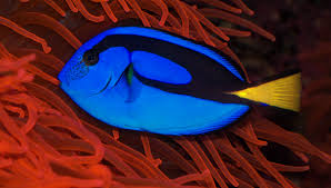 Five Aquarium Fish Best Left in the Ocean | Hakai Magazine