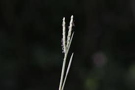 Image result for Axonopus flexuosus