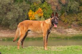 Belcika Malinois Cinsi Kopegin Fiyati Trump In Paylasimiyla 10 Katina Cikti