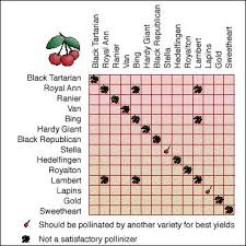 Judicious Bing Cherry Tree Pollination Chart Cherry Tree