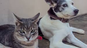 In fact, dogs are a subspecies of canis lupus, or wolf. Why Dogs Are Better Than Cats