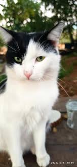 Kedi Sahiplendirme Tavsanli Kutahya Kis Dil Merkezi Language Center 05444967569 Facebook