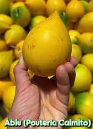 Image result for Pouteria