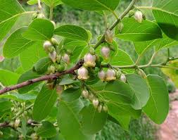 Image result for Diospyros mafiensis