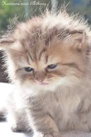 Hanxouna Moon Male British Longhair Chocolat Golden Shaded Cat Chat Animal Babycat Kitten Bordeaux Britishlo Crazy Cats Baby Cats Cats And Kittens