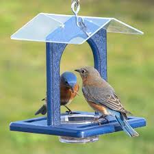 Best Bird Feeders For Small Birds Pin On Birdie Friends