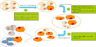 Among the offer of browsers for mobile phones, we've come across all the usual suspects: Preparation And Biological Activities Of Chitosan Oligosaccharides Sciencedirect