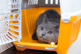 En plus, il faut vérifier la cage fréquemment. Mon Chat Deteste Sa Caisse De Transport Que Faire Trucs Et Astuces Chat Santevet