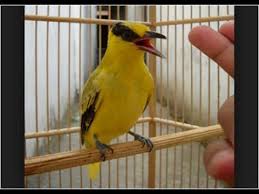Kicau Burung Kepodang Emas Gacor Unik Lucu Youtube