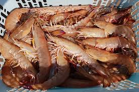 Prawn Nutrition - Tassal Foodservice
