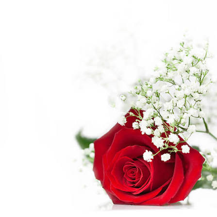 220+ Red Roses With Babys Breath On White Stock Photos and ...