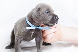 Not only do puppies need puppy food, but certain breed sizes our puppy feeding chart is a starting point to help you determine how much dry kibble to feed your puppy. How To Get Ready For A Great Dane Puppy Great Dane Care
