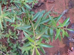 Image result for Aloysia citrodora