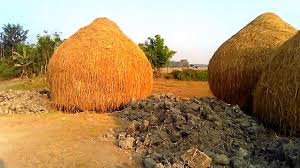 Widely used as packing material. How To Store Paddy Straw And Uses Of Paddy Straw Youtube