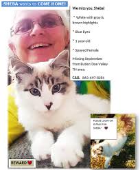 Help find pregnant stray dog's human family