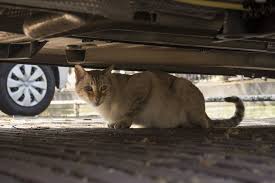 Kedi Sahiplenenlerin Yaptigi Yaygin Hatalar Enpati Net Kedi Bakimi
