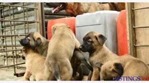 The price range is from 60k to 85k depending on the pedigree. Chiots Malinois Pedigree Lagunes Lagunes Cote D Ivoire Loozap