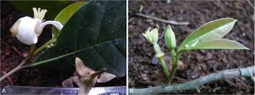 Image result for Diospyros loureiriana