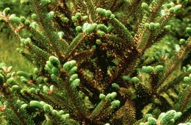 Control of spider mites if the tree is small enough that you can reach all of the branches with a water hose, all you have to do is give it a forceful spray. How To Deal With Spider Mites In Harmony